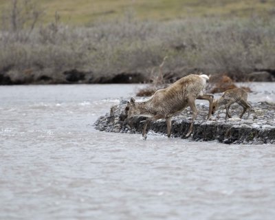 Caribou, Cow & Calf, crossing river-062609-ANWR, Aichilik River, AK-#0408.jpg
