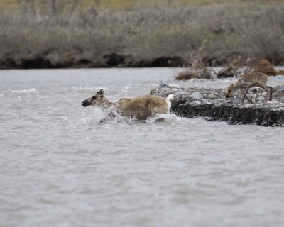 Caribou, Cow & Calf, crossing river-062609-ANWR, Aichilik River, AK-#0409.jpg
