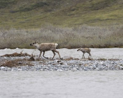 Caribou, Cow & Calf, crossing river-062609-ANWR, Aichilik River, AK-#0441.jpg