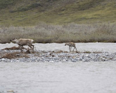 Caribou, Cow & Calf, crossing river-062609-ANWR, Aichilik River, AK-#0442.jpg
