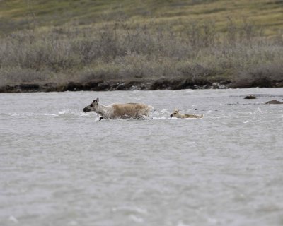 Caribou, Cow & Calf, crossing river-062609-ANWR, Aichilik River, AK-#0446.jpg