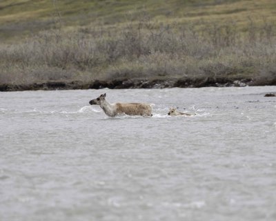 Caribou, Cow & Calf, crossing river-062609-ANWR, Aichilik River, AK-#0447.jpg