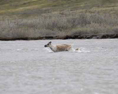 Caribou, Cow & Calf, crossing river-062609-ANWR, Aichilik River, AK-#0448.jpg