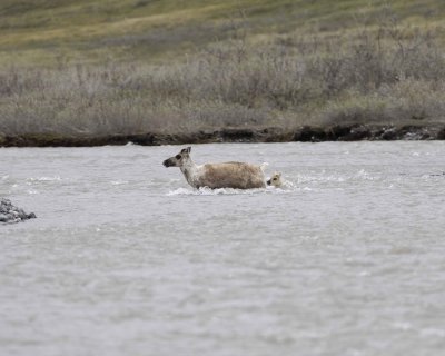 Caribou, Cow & Calf, crossing river-062609-ANWR, Aichilik River, AK-#0449.jpg