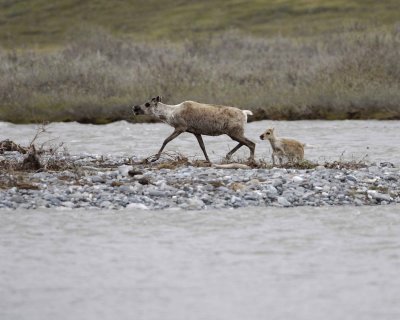 Caribou, Cow & Calf, crossing river-062609-ANWR, Aichilik River, AK-#0452.jpg