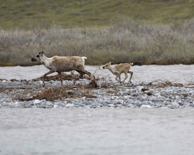 Caribou, Cow & Calf, crossing river-062609-ANWR, Aichilik River, AK-#0453.jpg