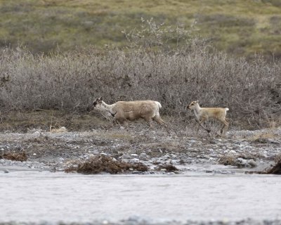 Caribou, Cow & Calf, crossing river-062609-ANWR, Aichilik River, AK-#0501.jpg