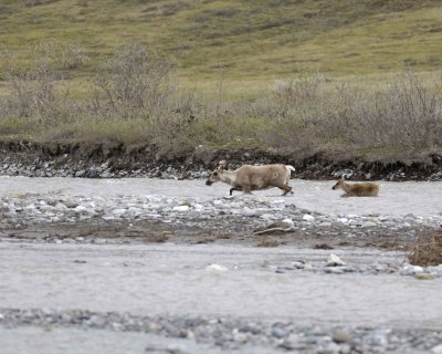 Caribou, Cow & Calf, crossing river-062609-ANWR, Aichilik River, AK-#0529.jpg