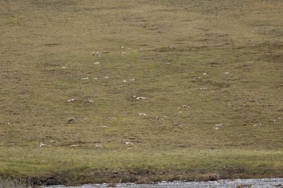 Caribou, Herd, bedded down on tundra-062609-ANWR, Aichilik River, AK-#0861.jpg
