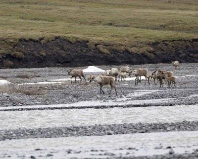 Caribou, Herd, crossing river-062609-ANWR, Aichilik River, AK-#0236.jpg