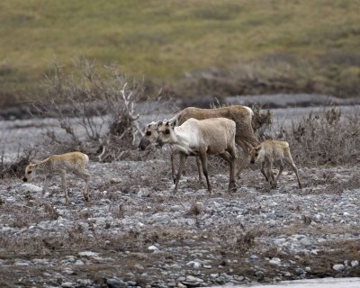 Caribou, Herd, crossing river-062609-ANWR, Aichilik River, AK-#0249.jpg