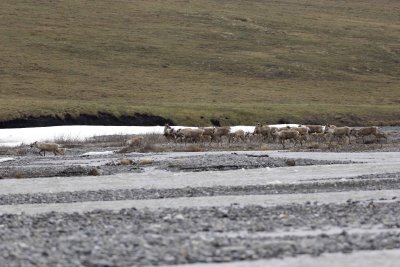 Caribou, Herd, crossing river-062609-ANWR, Aichilik River, AK-#0345.jpg