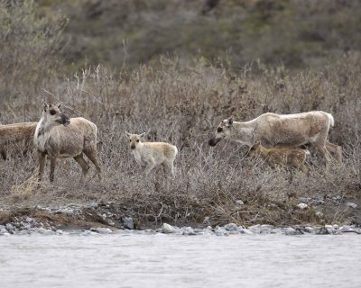 Caribou, Herd, crossing river-062609-ANWR, Aichilik River, AK-#0399.jpg