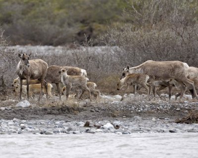 Caribou, Herd, crossing river-062609-ANWR, Aichilik River, AK-#0403.jpg