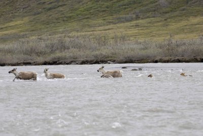 Caribou, Herd, crossing river-062609-ANWR, Aichilik River, AK-#0436.jpg