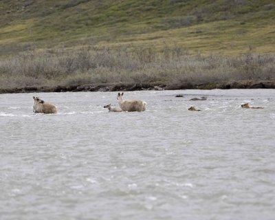 Caribou, Herd, crossing river-062609-ANWR, Aichilik River, AK-#0437.jpg
