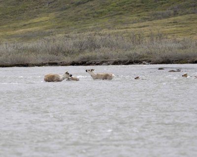 Caribou, Herd, crossing river-062609-ANWR, Aichilik River, AK-#0438.jpg