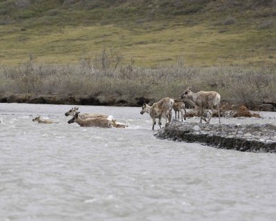 Caribou, Herd, crossing river-062609-ANWR, Aichilik River, AK-#0455.jpg