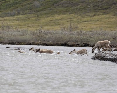 Caribou, Herd, crossing river-062609-ANWR, Aichilik River, AK-#0457.jpg