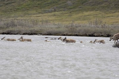 Caribou, Herd, crossing river-062609-ANWR, Aichilik River, AK-#0458.jpg