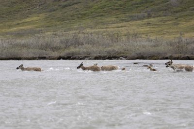 Caribou, Herd, crossing river-062609-ANWR, Aichilik River, AK-#0460.jpg