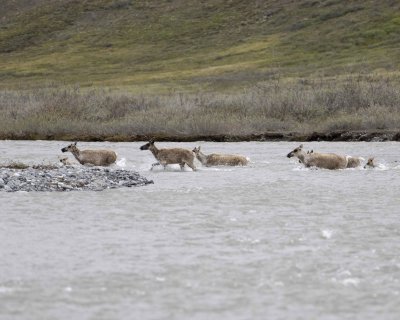 Caribou, Herd, crossing river-062609-ANWR, Aichilik River, AK-#0462.jpg