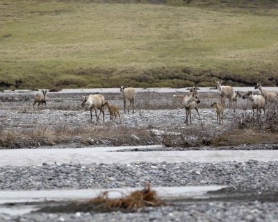 Caribou, Herd, crossing river-062609-ANWR, Aichilik River, AK-#0475.jpg