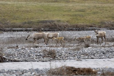 Caribou, Herd, crossing river-062609-ANWR, Aichilik River, AK-#0511.jpg