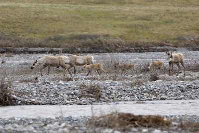 Caribou, Herd, crossing river-062609-ANWR, Aichilik River, AK-#0512.jpg