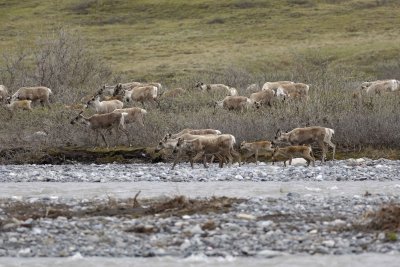 Caribou, Herd, crossing river-062609-ANWR, Aichilik River, AK-#0526.jpg