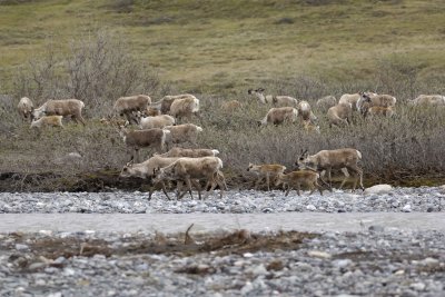 Caribou, Herd, crossing river-062609-ANWR, Aichilik River, AK-#0527.jpg