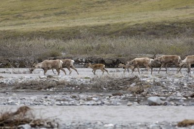 Caribou, Herd, crossing river-062609-ANWR, Aichilik River, AK-#0528.jpg