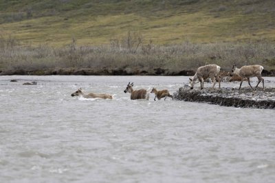 Caribou, Herd, crossing river-062609-ANWR, Aichilik River, AK-#0532.jpg