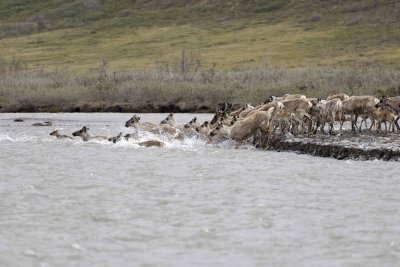 Caribou, Herd, crossing river-062609-ANWR, Aichilik River, AK-#0539.jpg
