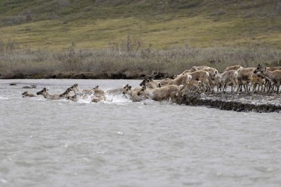 Caribou, Herd, crossing river-062609-ANWR, Aichilik River, AK-#0540.jpg