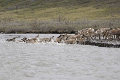 Caribou, Herd, crossing river-062609-ANWR, Aichilik River, AK-#0541.jpg