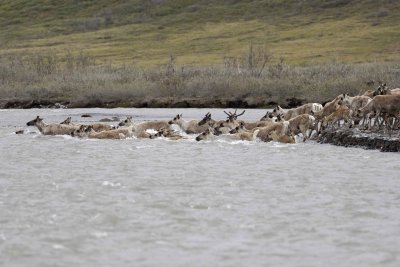 Caribou, Herd, crossing river-062609-ANWR, Aichilik River, AK-#0543.jpg