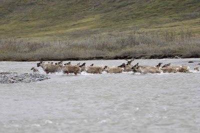 Caribou, Herd, crossing river-062609-ANWR, Aichilik River, AK-#0544.jpg