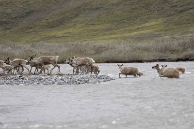 Caribou, Herd, crossing river-062609-ANWR, Aichilik River, AK-#0545.jpg
