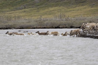 Caribou, Herd, crossing river-062609-ANWR, Aichilik River, AK-#0546.jpg