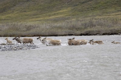 Caribou, Herd, crossing river-062609-ANWR, Aichilik River, AK-#0551.jpg