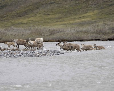 Caribou, Herd, crossing river-062609-ANWR, Aichilik River, AK-#0553.jpg
