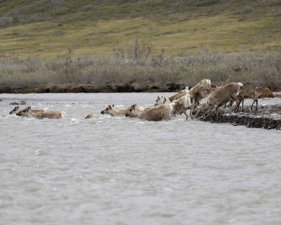 Caribou, Herd, crossing river-062609-ANWR, Aichilik River, AK-#0555.jpg