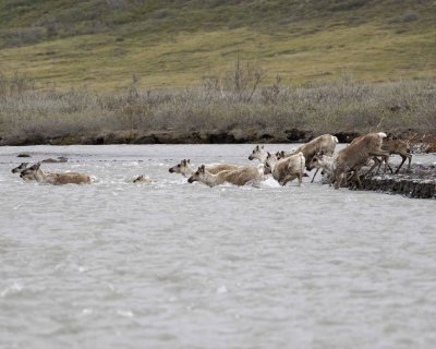 Caribou, Herd, crossing river-062609-ANWR, Aichilik River, AK-#0556.jpg