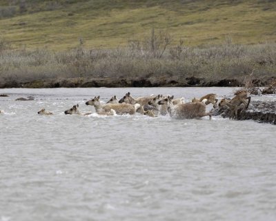 Caribou, Herd, crossing river-062609-ANWR, Aichilik River, AK-#0557.jpg