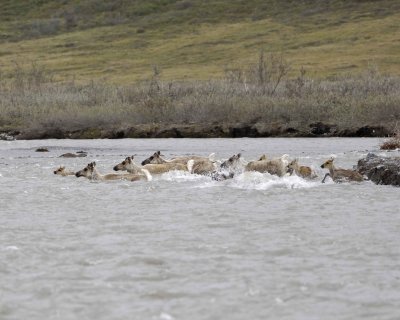 Caribou, Herd, crossing river-062609-ANWR, Aichilik River, AK-#0558.jpg