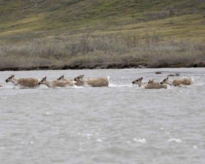 Caribou, Herd, crossing river-062609-ANWR, Aichilik River, AK-#0562.jpg
