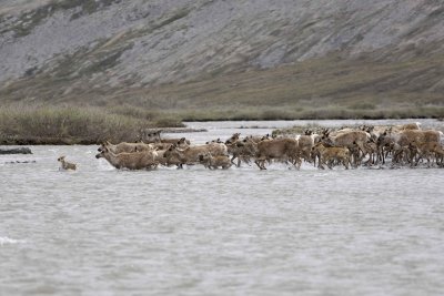 Caribou, Herd, crossing river-062609-ANWR, Aichilik River, AK-#0565.jpg