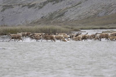 Caribou, Herd, crossing river-062609-ANWR, Aichilik River, AK-#0566.jpg