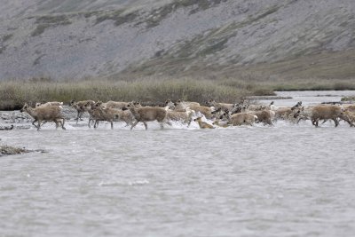 Caribou, Herd, crossing river-062609-ANWR, Aichilik River, AK-#0567.jpg